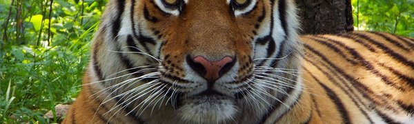 В Приморском Сафари-парке можно увидеть тигров без клетки