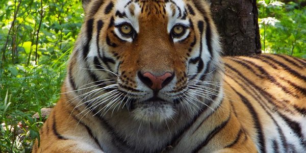 В Приморском Сафари-парке можно увидеть тигров без клетки