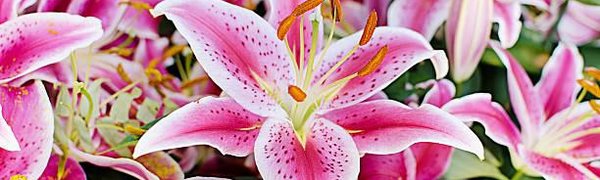 Садоводов Владивостока приглашают на бесплатную экскурсию и мастер-класс