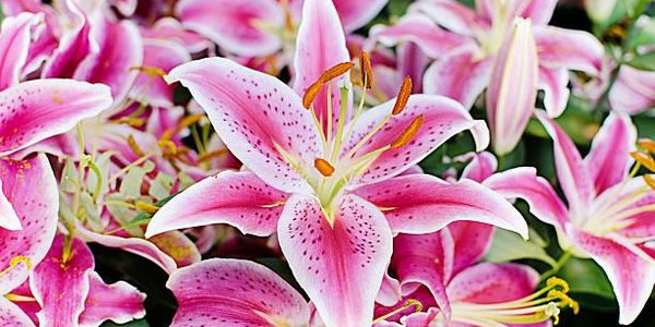 Садоводов Владивостока приглашают на бесплатную экскурсию и мастер-класс