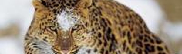 В 2012 году будет создано 5 новых заповедников