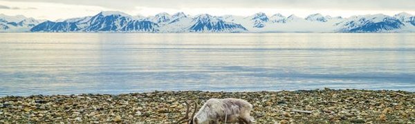 Средняя температура в Арктике на 20 градусов выше нормы