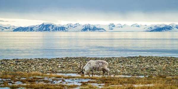 Средняя температура в Арктике на 20 градусов выше нормы