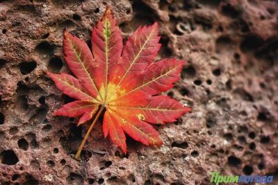 Стало известно, когда в Приморье и Владивостоке похолодает