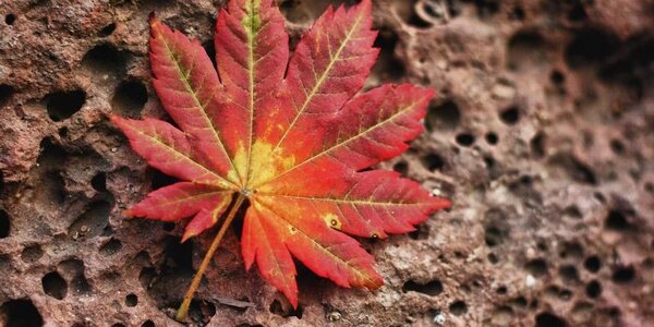 Дыхание осени в Приморье ощутится  в ночь на пятницу