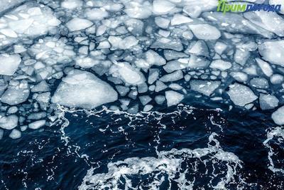 Внимание! Сегодня ожидается вынос льда в открытую часть залива Петра Великого