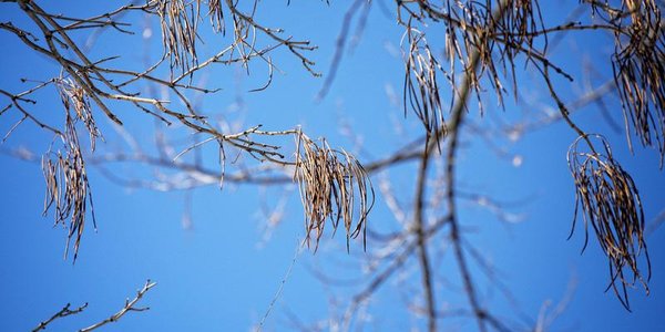 Погода в Приморье: январь уходит вместе с морозами