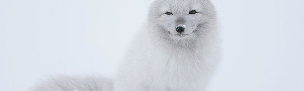 Смелый песец «выпросил» улов у рыбака (ВИДЕО)