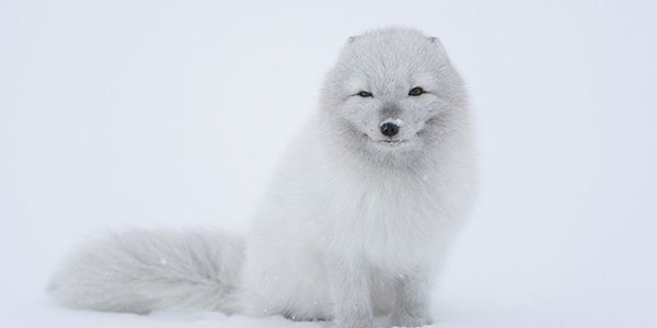 Смелый песец «выпросил» улов у рыбака (ВИДЕО)