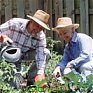 Садоводы реже страдают избыточным весом