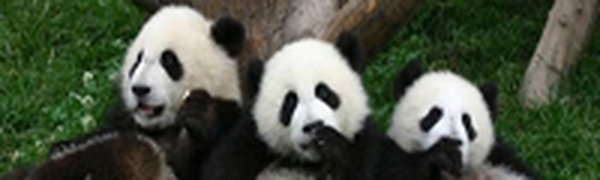 Во время китайского землетрясения панды не пострадали