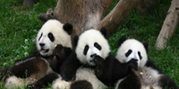 Во время китайского землетрясения панды не пострадали