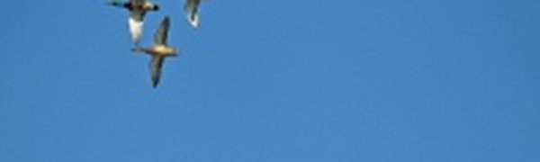 Нетронутая природа посреди города: утки под крылом НК 