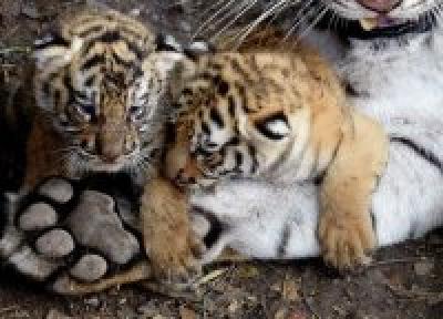 Бенгальские тигрята живут в приюте для животных(ФОТО)