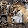 Бенгальские тигрята живут в приюте для животных(ФОТО)