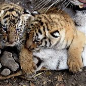 Бенгальские тигрята живут в приюте для животных(ФОТО)