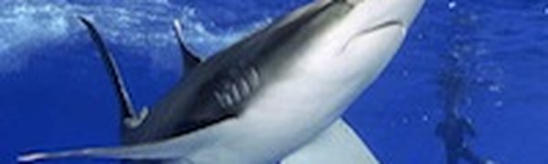 Акулы отлично чувствуют себя в приморских водах