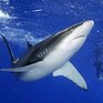 Акулы отлично чувствуют себя в приморских водах