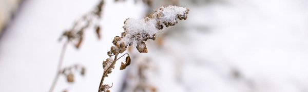 Накануне Нового года во Владивостоке прошёл долгожданный снег