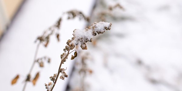Накануне Нового года во Владивостоке прошёл долгожданный снег