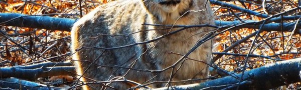 В Приморском Сафари-парке открылся «Парк рысей»