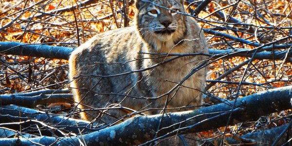В Приморском Сафари-парке открылся «Парк рысей»