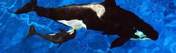 Как кит кормит детеныша молоком фото