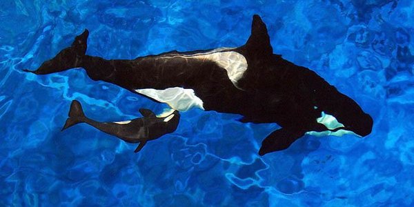 Погода на мысе Перовского, где выпустят косаток, сегодня улучшится