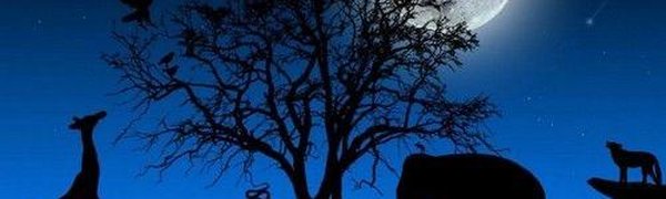 Зоопарк «Чудесный» приглашает на «НОЧЬ В ЗООПАРКЕ»!