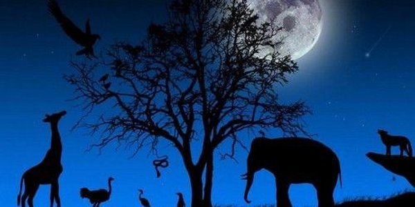 Зоопарк «Чудесный» приглашает на «НОЧЬ В ЗООПАРКЕ»!