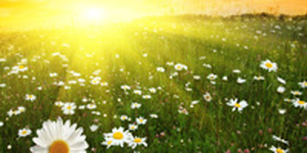 Ставки сделаны!