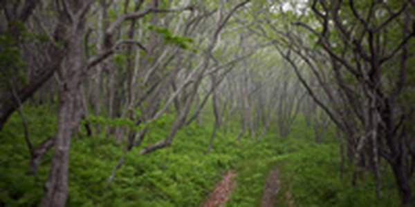 Задержавшийся циклонический вихрь сохранит в Приморье плохую погоду 