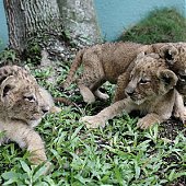 Очаровательные львята в зоопарке Испании (ФОТО)