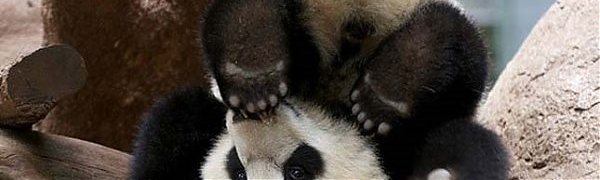 В Китае детёныши панды помешали работе уборщицы