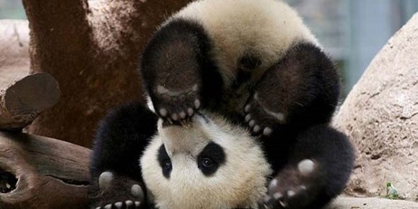 В Китае детёныши панды помешали работе уборщицы