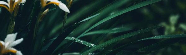 Первая неделя июля в Приморье будет дождливой