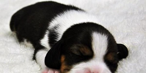 Китайские учёные вывели первую клонированную ГМО-собаку