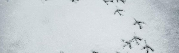 Потепление и снег: какой будет погода в Приморье в выходные дни