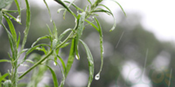 Высотный вихрь приблизится к Приморью