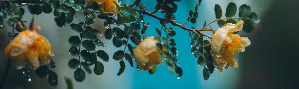 Во второй половине недели Приморье вновь накроют сильные дожди