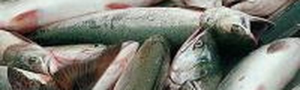 В морских уловах радиации не обнаружено