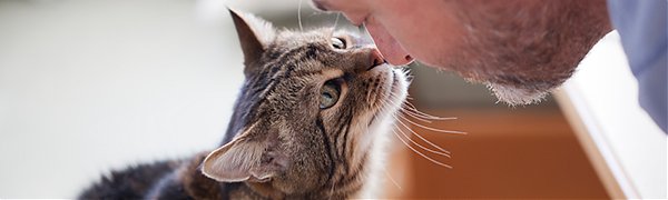 Ученые объяснили любовь кошек к одиночеству