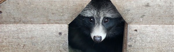 В Уссурийске построят новый зоопарк