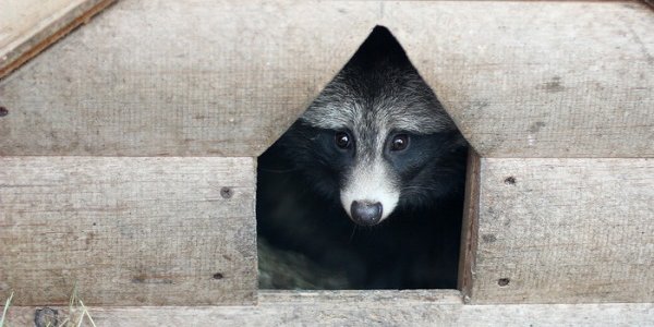 В Уссурийске построят новый зоопарк