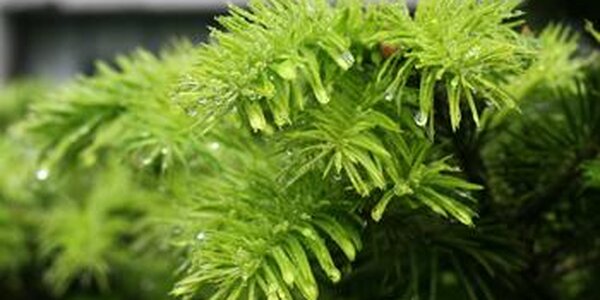 Сильные дожди ожидаются в Приморье 3 – 4 июня