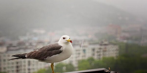 В первый день лета во Владивостоке будет облачно, временами морось