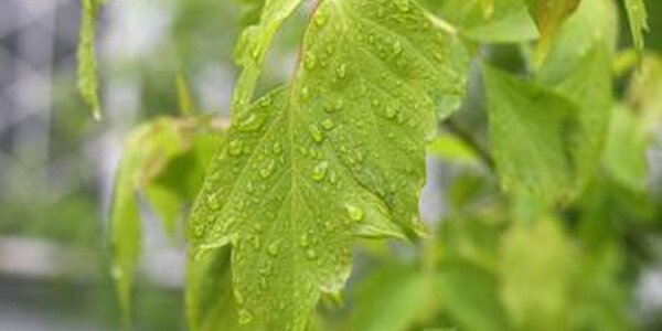 Лето во Владивостоке началось с пасмурной дождливой погоды