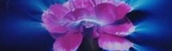 Во Владивостоке сегодня облачно