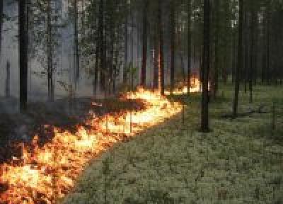 Ситуация с пожароопасностью в Приморье может измениться
