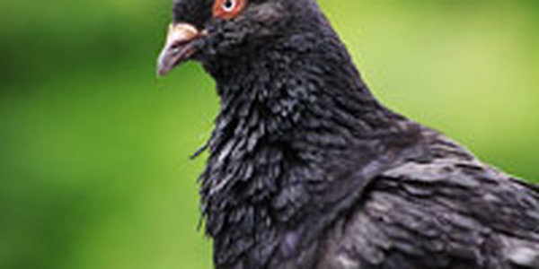 Проливной дождь во Владивостоке сменился на сильный ветер (ФОТО)